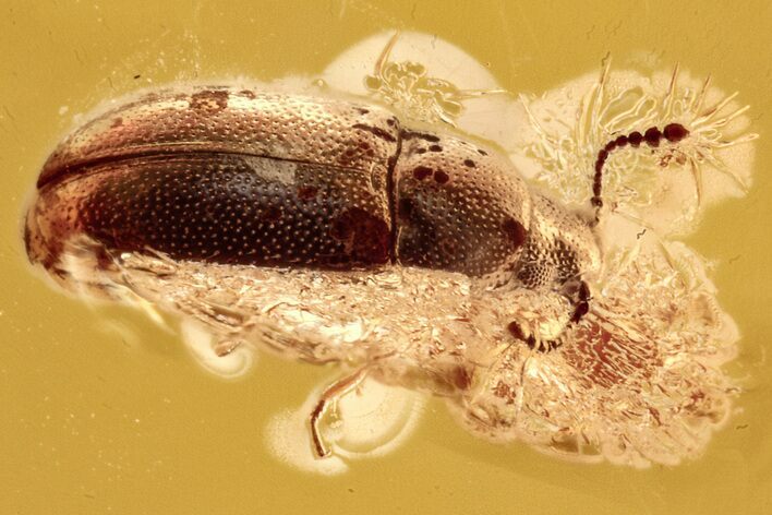 Detailed Silken Fungus Beetle (Cryptophagidae) in Baltic Amber #278832